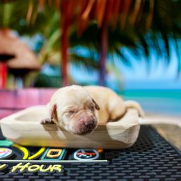Scotch (Red Collar) - Yellow male Labrador Retriever puppy in Green Lake, Wisconsin from Breezy Retrievers