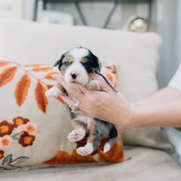Aspen - Merle female Bernedoodle puppy in Murray, Utah from Sun Valley Doodles