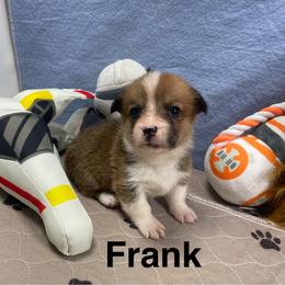 Frank - Red male Pembroke Welsh Corgi puppy in Apison, Tennessee from Ashmore Corgis