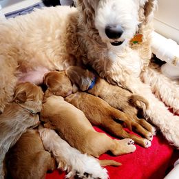 Goldendoodle Puppies from Doodle Devotion