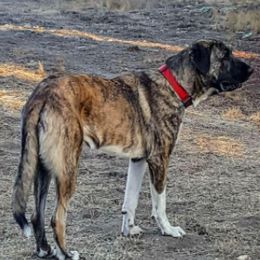 Turkish Boz Shepherds from Van Buskirk Boz