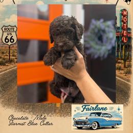 Fairlane - DallasTX - 4,000 - Chocolate male Goldendoodle puppy in Garland, Texas from Twilight Doodles
