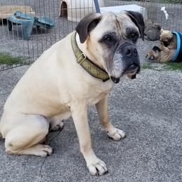 Bullmastiff All Grown Up from Showdown Kennels