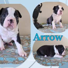 Arrow - Black and white male Boston Terrier puppy in Rogersville, Alabama from Angel's Boston Terriers and French Bulldog