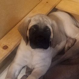 Mastiffs from Heirloom Mastiffs