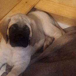 Mastiffs from Heirloom Mastiffs