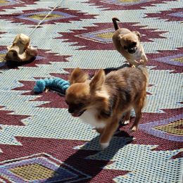 Chihuahua Puppies from Kemar
