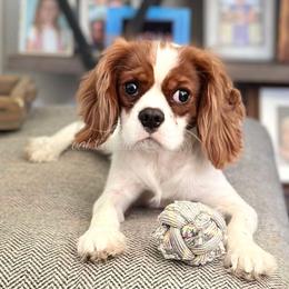 Cavalier King Charles Spaniel Puppies from Stonecoal Cavaliers