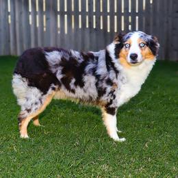 Luna - Miniature Australian Shepherd