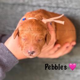 Pebbles - Apricot female Goldendoodle puppy in Lancaster, Minnesota from North Star Dog Training