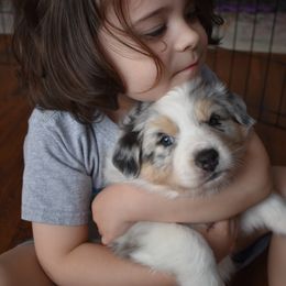 Australian Shepherd Puppies from Indigo Grove Aussies