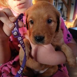 Purple - Dark golden female Golden Retriever puppy in Lanesboro, Minnesota from Eagle Ridge Golden Retrievers