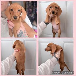 Red Dapple - Dapple female Dachshund puppy in Madison, Wisconsin from SK Miniature   Dachshunds