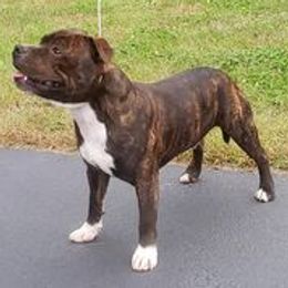 Staffordshire Bull Terriers from Noumenon Staffords