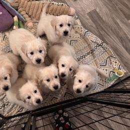 Golden Retriever Puppies from Lakeshore Goldens FXBG