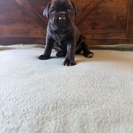 Cane Corso Puppies from Cowan Farms