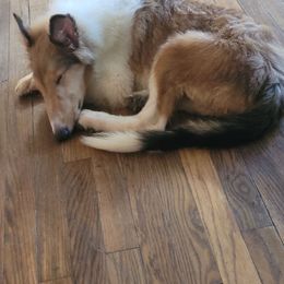 Boy 2 - Sable and white male Collie puppy in Hartland, Michigan from Magnificent Collies