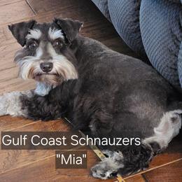 Miniature Schnauzer puppies from Gulf Coast Schnauzers