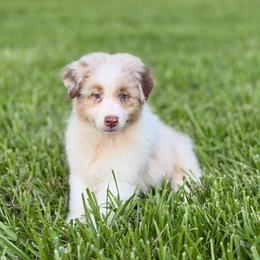Scrabble - Red merle male Australian Shepherd puppy in Crosby, Texas from Monarch Australian Shepherds