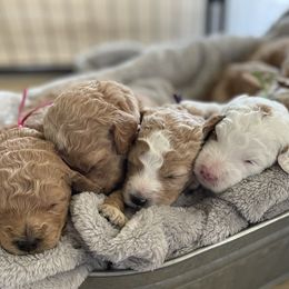 Goldendoodles from Fox Hollow Doodles