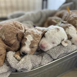 Goldendoodles from Fox Hollow Doodles