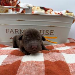 Yellow - Chocolate female Labrador Retriever puppy in Heath Springs, South Carolina from Rich Hill Retrievers