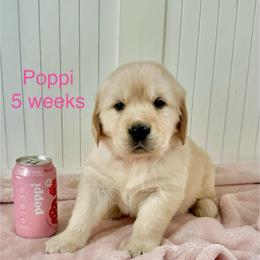 Poppi - Golden female Golden Retriever puppy in Ravensdale, Washington from Raven Rock Puppies