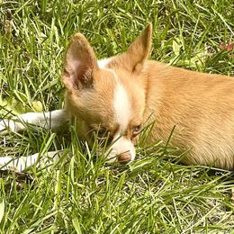 Chihuahua and Pomeranian Puppies from Lil'Fevre Chihuahuas