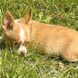 Chihuahua and Pomeranian Puppies from Lil'Fevre Chihuahuas