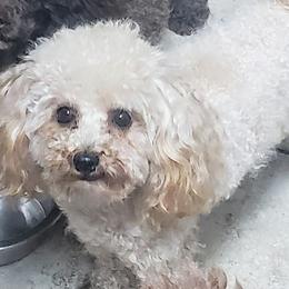 Gatsby - Poodle