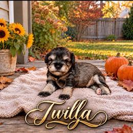 Twilla - Salt and pepper female Miniature Schnauzer puppy in Daisetta, Texas from Winfree’s Schnauzers