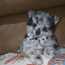 Hunnibunnies mojo - Blue merle male Pomeranian puppy in Cleveland, Ohio from Hunnibunnies
