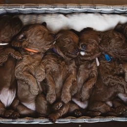 Goldendoodle and Poodle Puppies from Gorgeous Goldendoodles