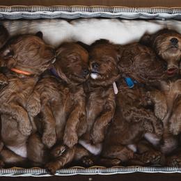 Goldendoodle and Poodle Puppies from Gorgeous Goldendoodles