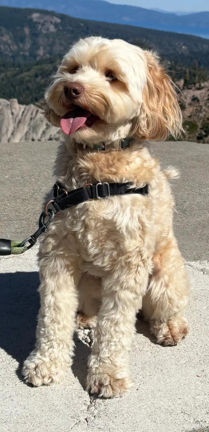 Frankie