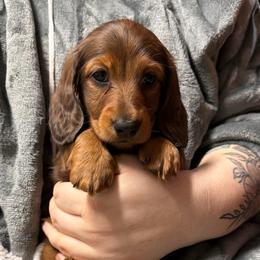 Becky Lynch - Red female Dachshund puppy in Tallahassee, Florida from EntityDachs