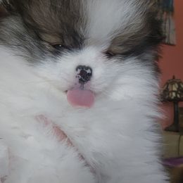 Pomeranian Puppies from ADKPOM Adirondack Pomeranians