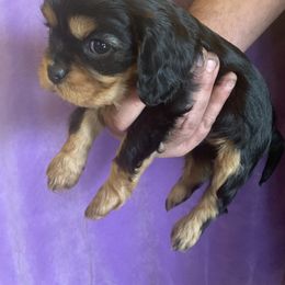 Girl 2 - Black and tan Cavalier King Charles Spaniel puppy in St. Cloud, Minnesota from Embricks Cavaliers