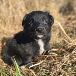 Blitzen - Black & white male Australian Shepherd puppy in Smithfield, Virginia from Squirrelytail Farms