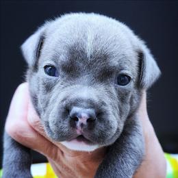 Seis - Blue male Staffordshire Bull Terrier puppy in Dallas, Texas from Wild Blue Staffords