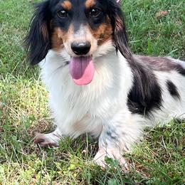 Tucker - Dachshund