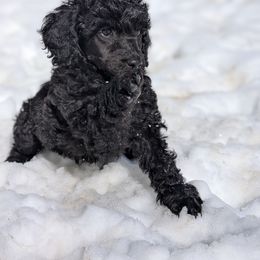 Poodle Puppies from Moirae Poodles