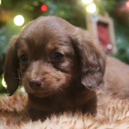 Dachshund puppies from High Country Kennels