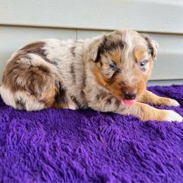 Roscoe - Red merle male Australian Shepherd puppy in Charlotte, North Carolina from Awesome Aussies