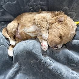 Hendrix - Apricot male Goldendoodle puppy in Huntington, Utah from Krispydoodle