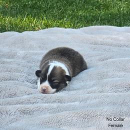 No Collar Female - Red female Pembroke Welsh Corgi puppy in Tenino, Washington from LoneStar Corgis NW