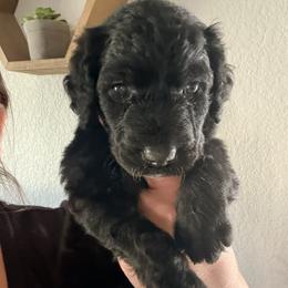 Goldendoodle Puppies from Fiala Goldendoodles