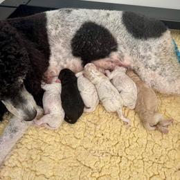 Girl 2 - Phantom female Poodle puppy in Middlebourne, West Virginia from El Silencio Standard Poodles