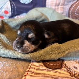 Obsidian - Black and silver male Miniature Schnauzer puppy in Colorado Springs, Colorado from Spice Mountain Puppies