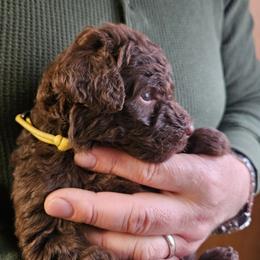 Blake - Brown male Double Doodle puppy in Jeddo, Michigan from Bert's Doodles